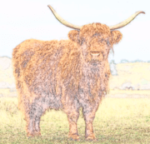 Afbeelding van Glamping Heemskerkerduin