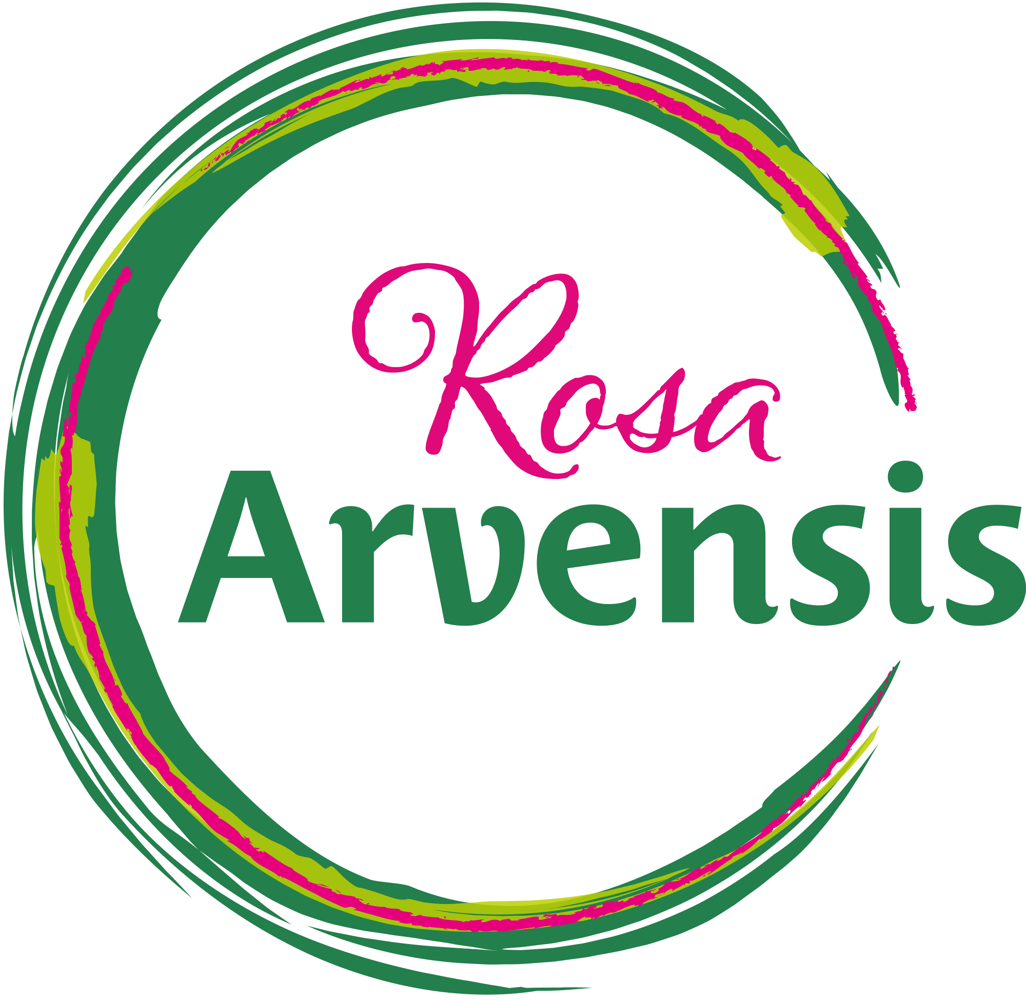 Afbeelding van Rosa Arvensis