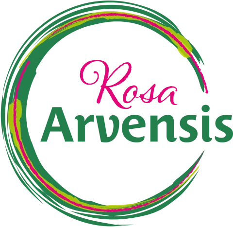 Rosa Arvensis impressie